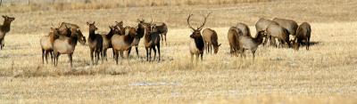 Elk Herd II