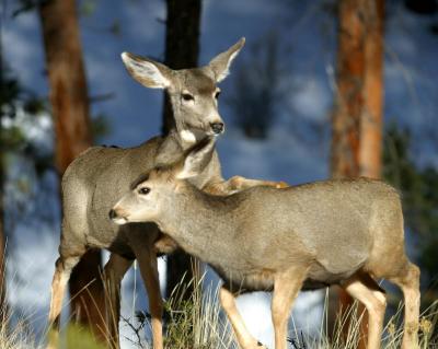 Mule Deer 30