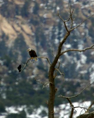 Bald Eagle with Crow I