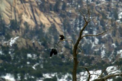 Bald Eagle with Crow II