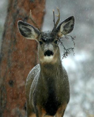 Mule Deer 31