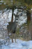 Mule Deer 12