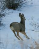 Mule Deer 13