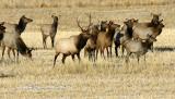 Elk Herd I