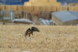 Red-tailed Hawk I