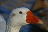 Snow Goose I