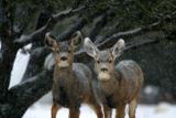 Mule Deer 36