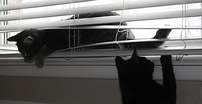 Playing in the blinds.jpg