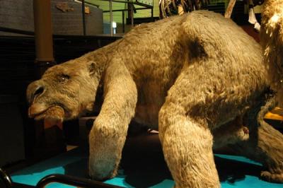 Diprotodon Optatum, the largest marsupial ever, is believed to have become extinct as recently as 10,000 years ago