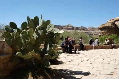 Cactus in Wadi Dhahr