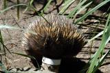 Echidna stuffing his face down a feeding tube