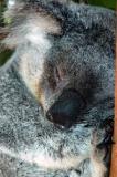 Koalas sleep up to 20 hours a day