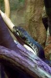 Amesthystine Python, the largest of Australias many snakes