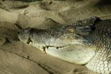Australias fearsome Salt Water Crocodile