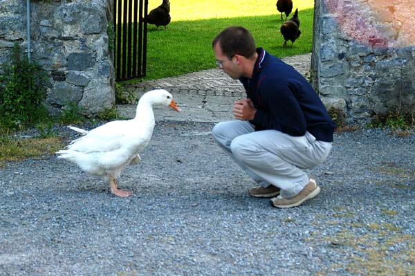 Roy greets the friendly goose at the hostel