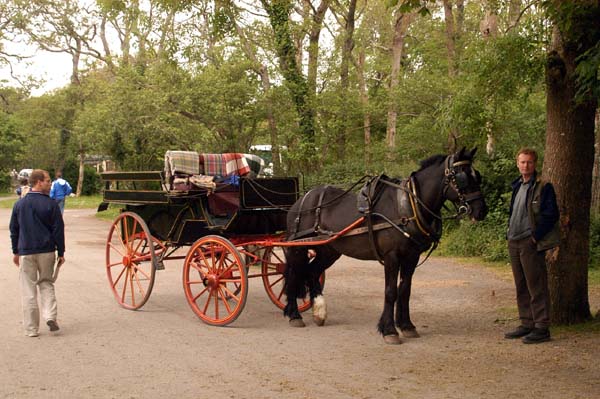 Horse and carriage, Killarney National Park