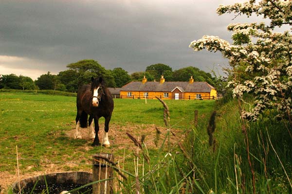 Muckross Farms