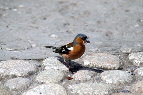 Chaffinch at Clonmacnoise