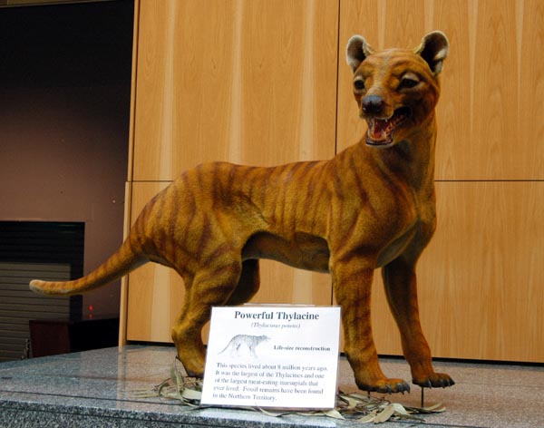 Thylacine or Tasmanian Tiger, extinct in 1936