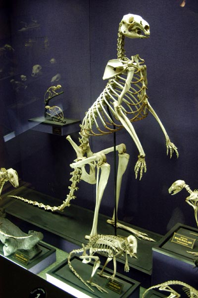Kangaroo skeleton, Australian Museum