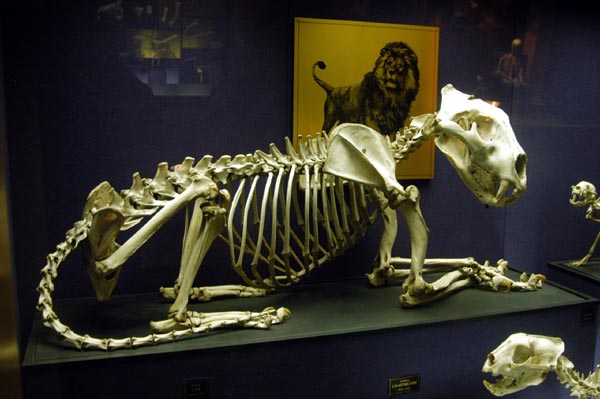 Lion in the Bone Gallery, Australian Museum