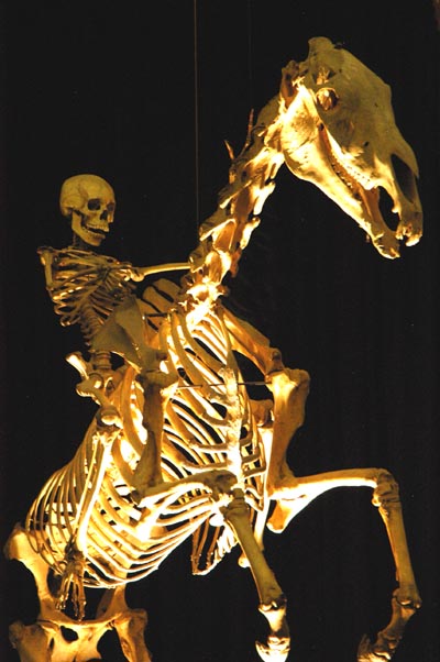 Horse and Rider, Australian Museum
