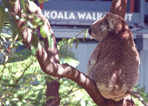 Taronga Zoo's Koala Walkabout