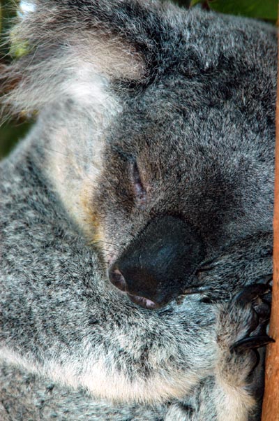 Koalas sleep up to 20 hours a day