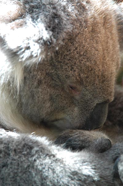 Koala closeup