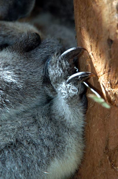 Cuddly Koala's claws
