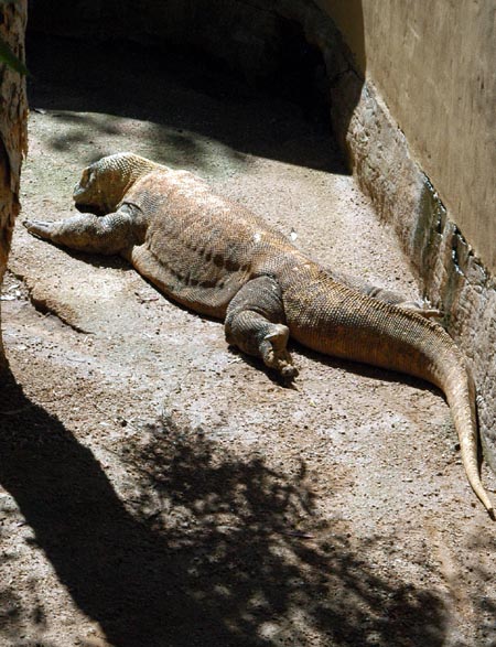 Regional wildlife include Indonesia's Komodo Dragon