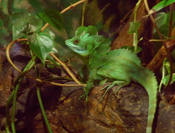 Basilisk lizard from Central America