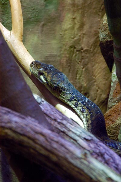 Amesthystine Python, the largest of Australia's many snakes