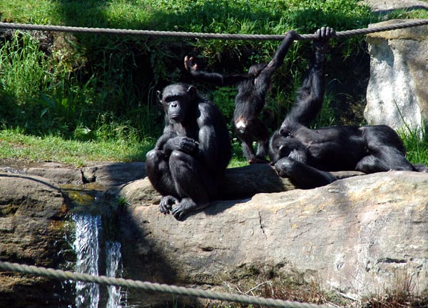 Chimpanzees at Taronga Zoo