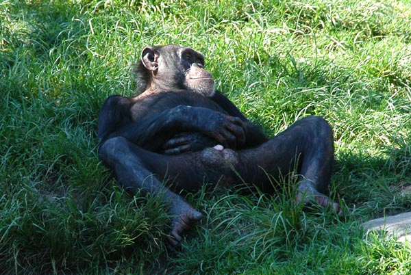 Chimp Relaxing