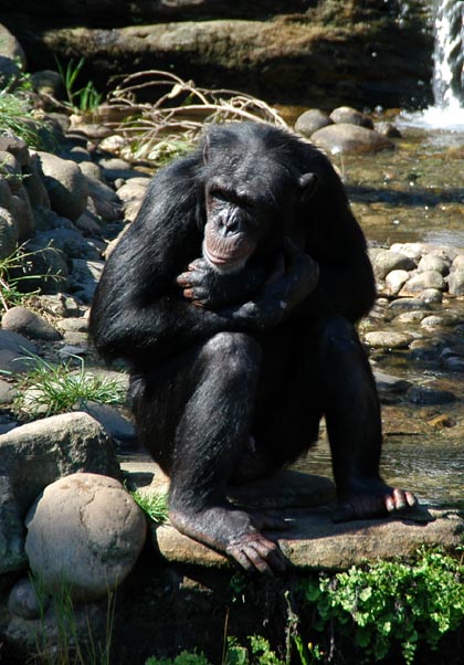 Chimpanzee