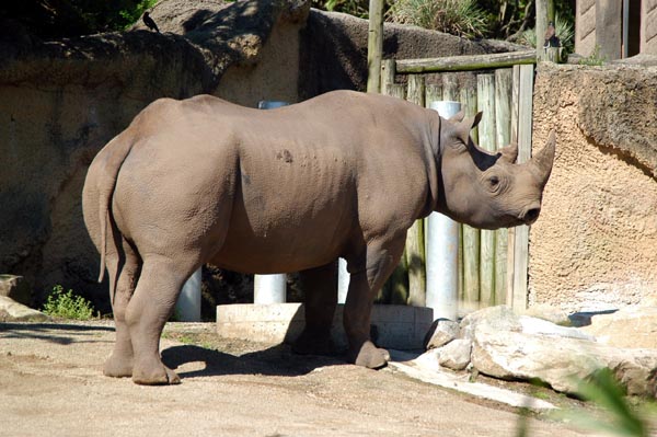 Black Rhinoceros, one of Africa's Big 5