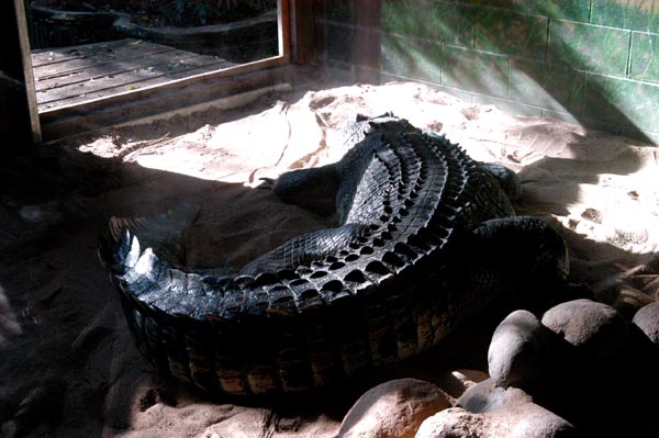 Salt Water Crocodile, the world's largest living reptile