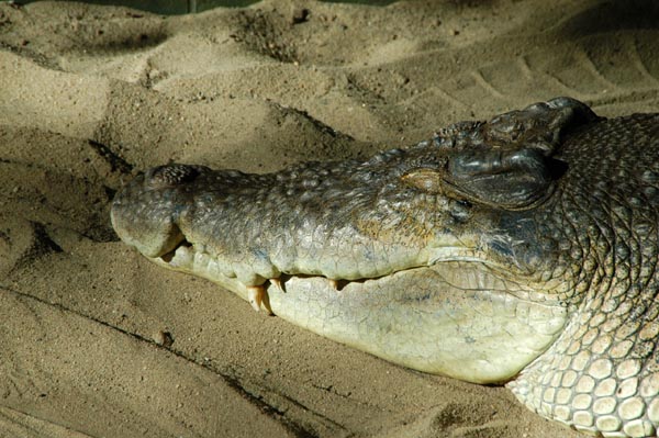 Australia's fearsome Salt Water Crocodile