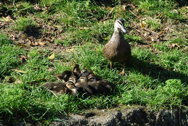 Wild duck with ducklings living in the gorilla enclosure