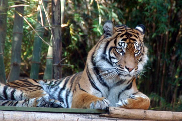 Sumatran Tiger from Indonesia