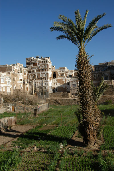 Inner city garden, Sana'a