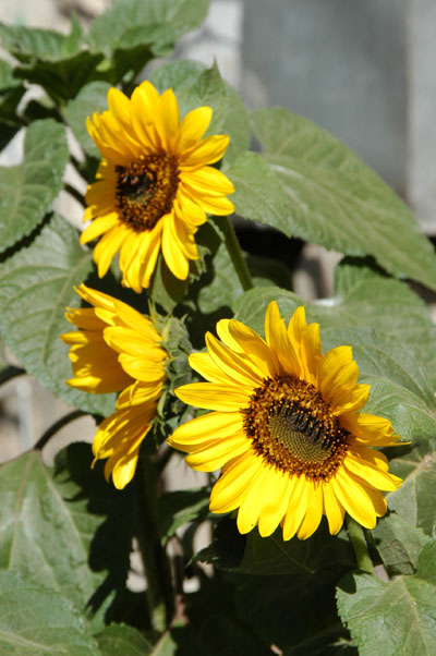 Sunflowers in Sana'a