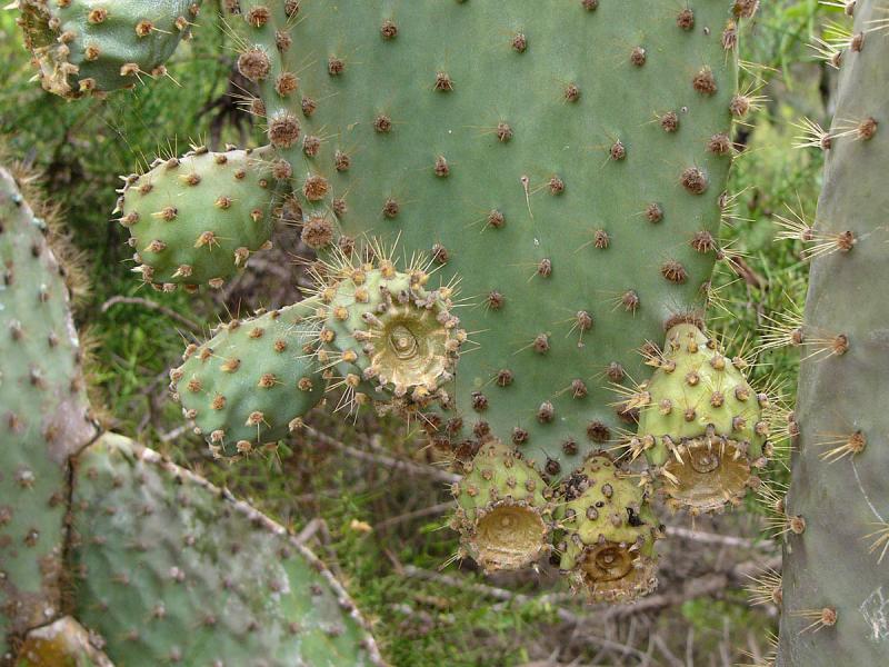 027 Prickly cactus.jpg