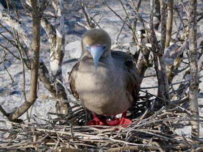 153 Red-footed Booby nesting.jpg