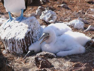 096 Blue-footed Booby chicks.jpg