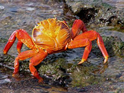 787 Sally Lightfoot crab.jpg