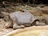 022 Lonesome George.jpg