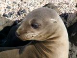 914 Galapagos Sea Lion.jpg