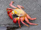 838a Sally Lightfoot crab.jpg